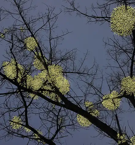 Lesung "Lichter" Mit Lichteffekten hervorgehobene Misteln an einem Baum.