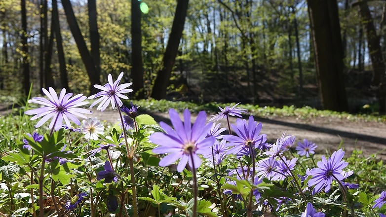 Wanderroute zum Schloss Der Weg durch den Schlosspark, im Vordergrund lila Blüten in der Sonne.