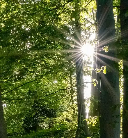 Sonnenstrahlen im Park