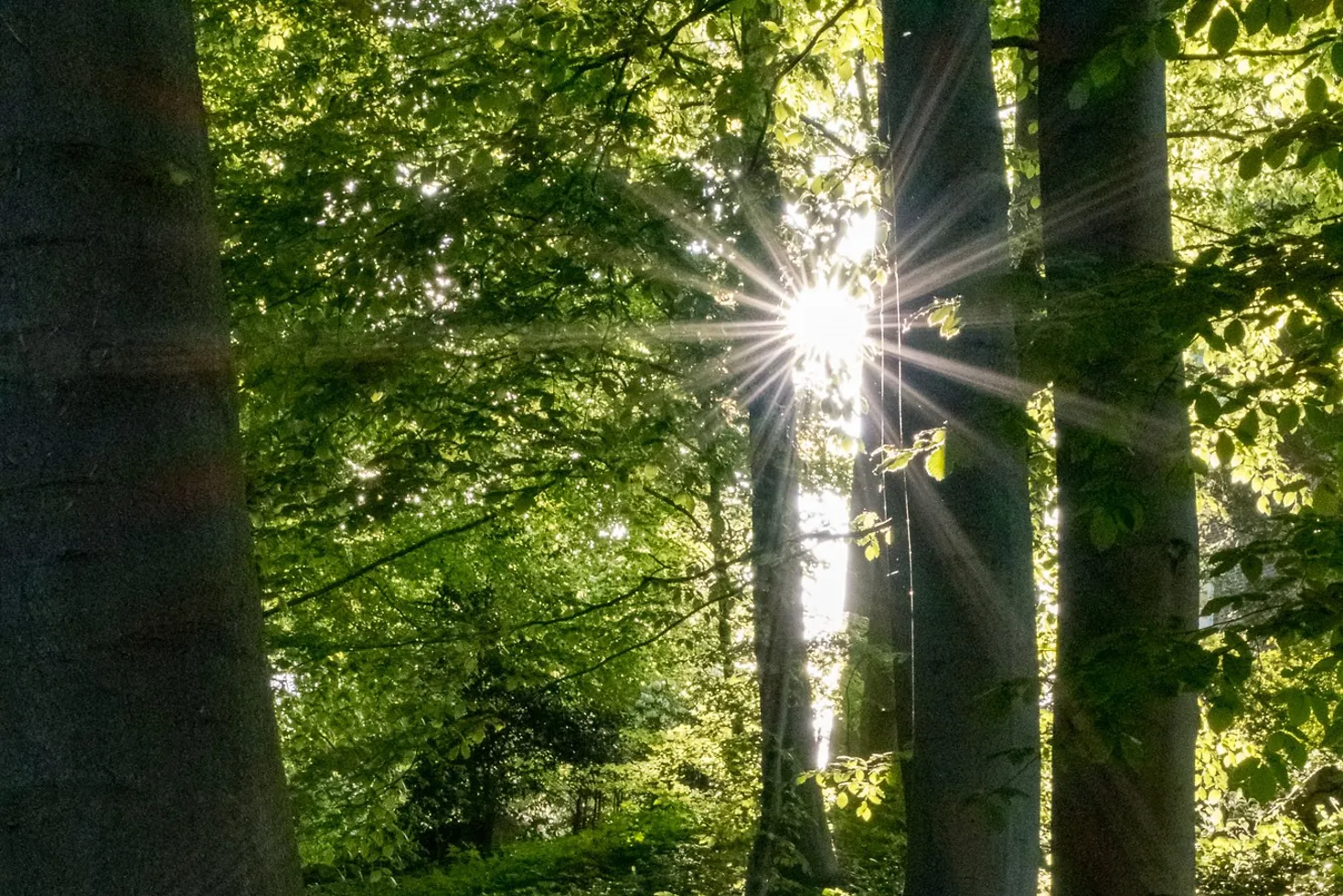 Sonnenstrahlen im Park
