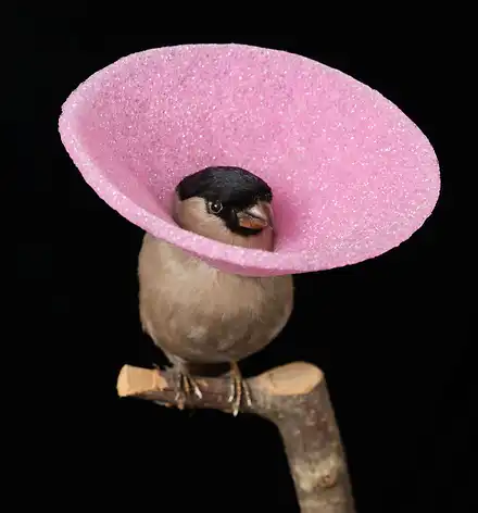 HABITAT Ein ausgestopfter Vogel mit einer pinken Halskrause.