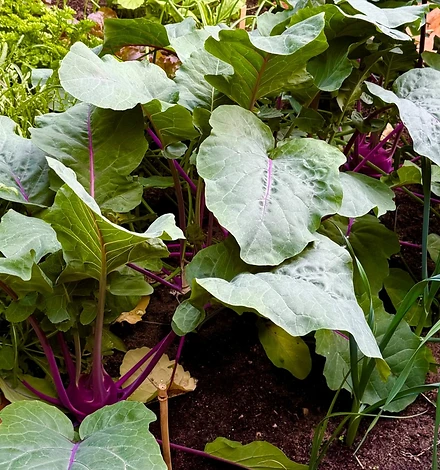 Klimafester Garten