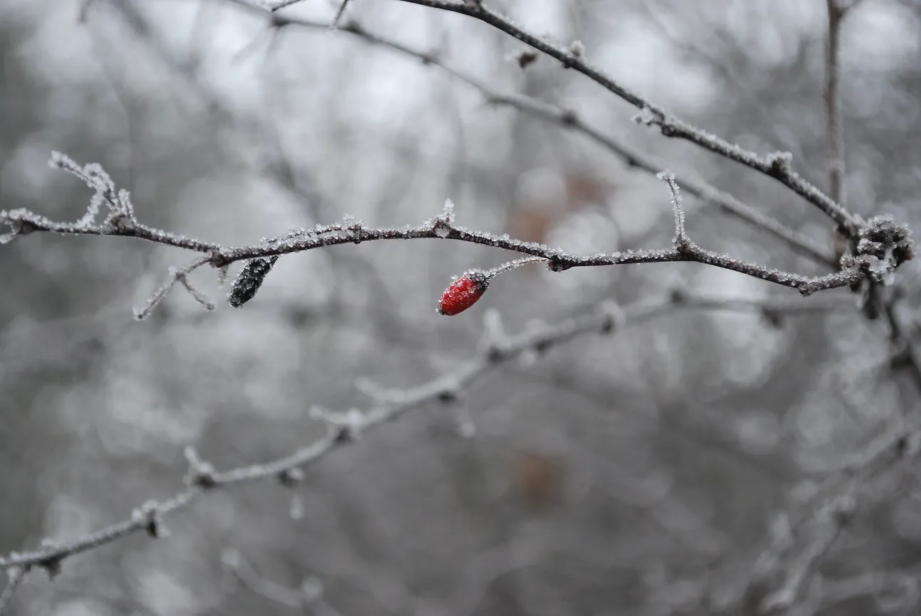 Eiskristalle überall