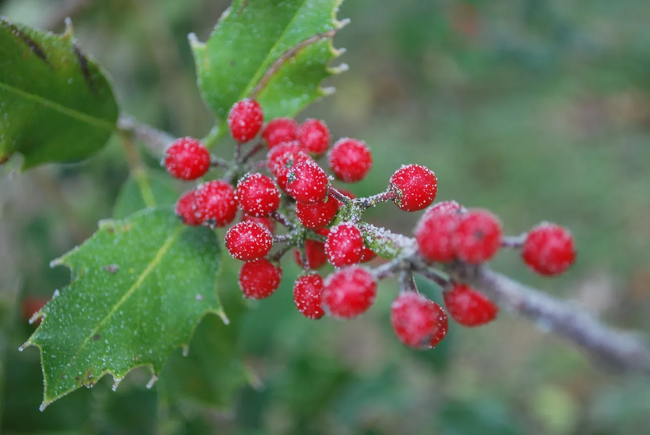 Winterlicher Ilex