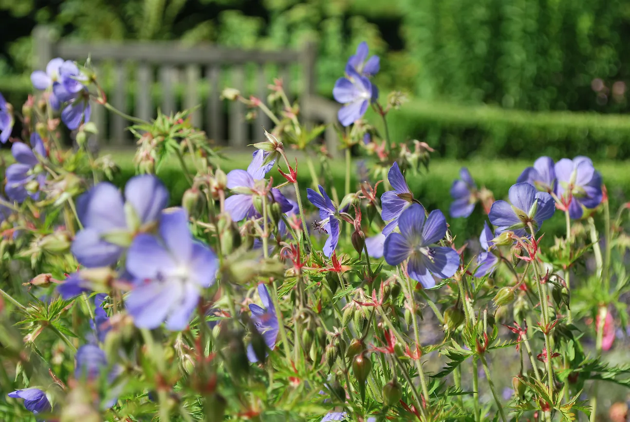 Verweilen zwischen Blüten