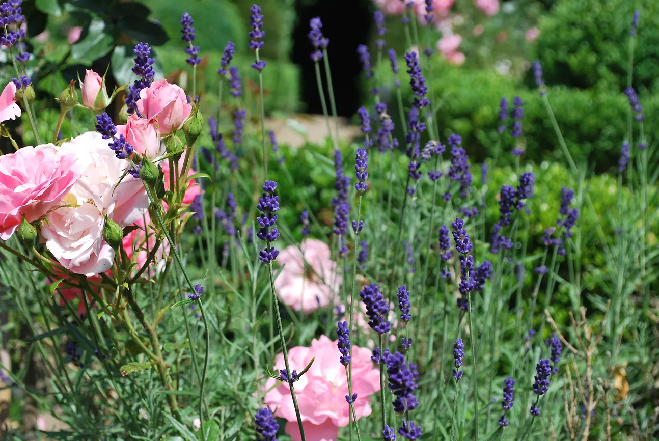 Duftende Blüten