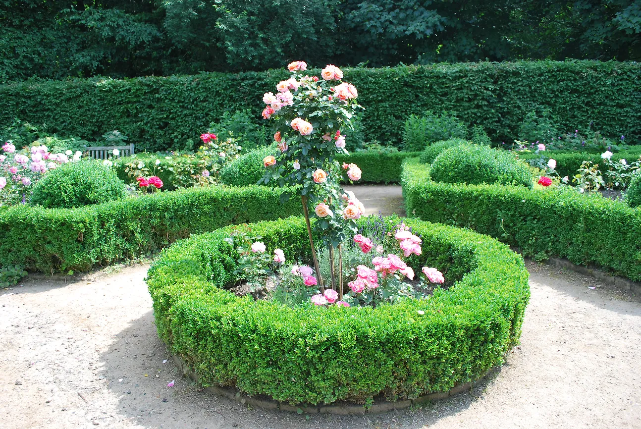 Rosen in den schönsten Formen